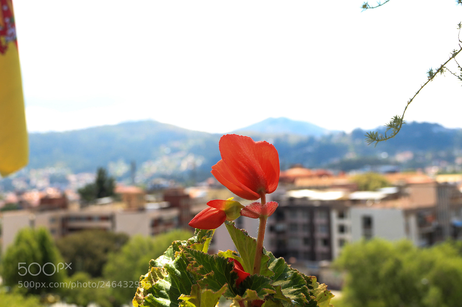 Canon EOS 700D (EOS Rebel T5i / EOS Kiss X7i) sample photo. Florecer photography