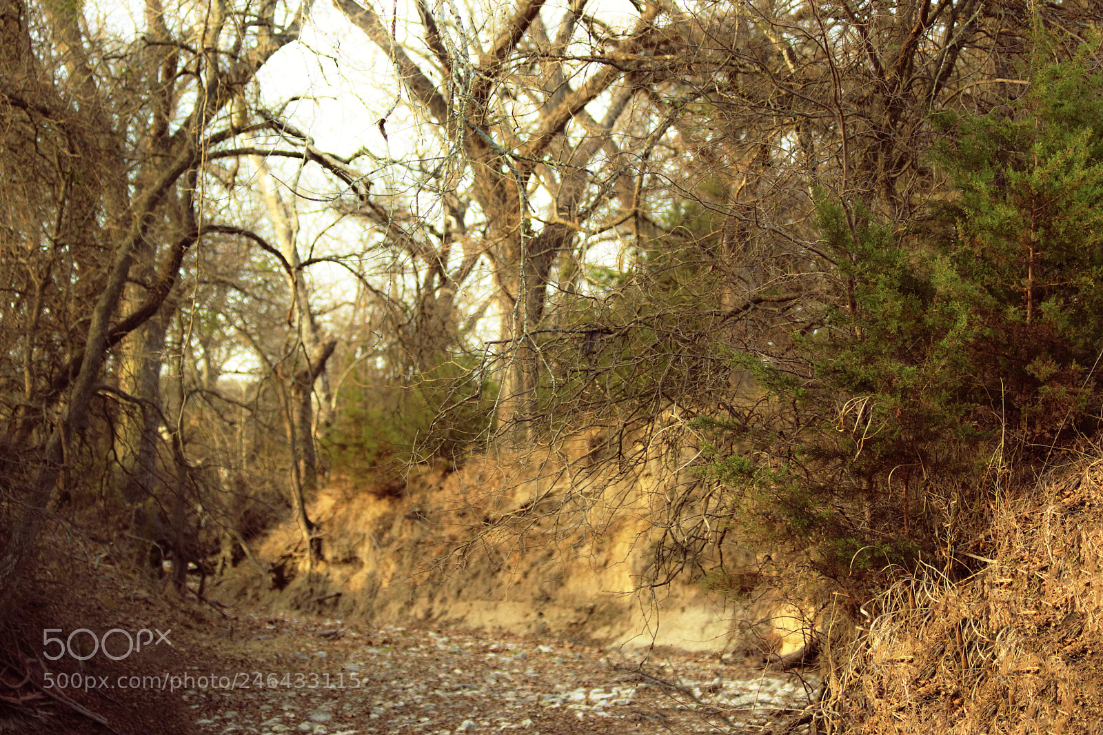 Canon EOS 80D sample photo. Dry creek in texas photography
