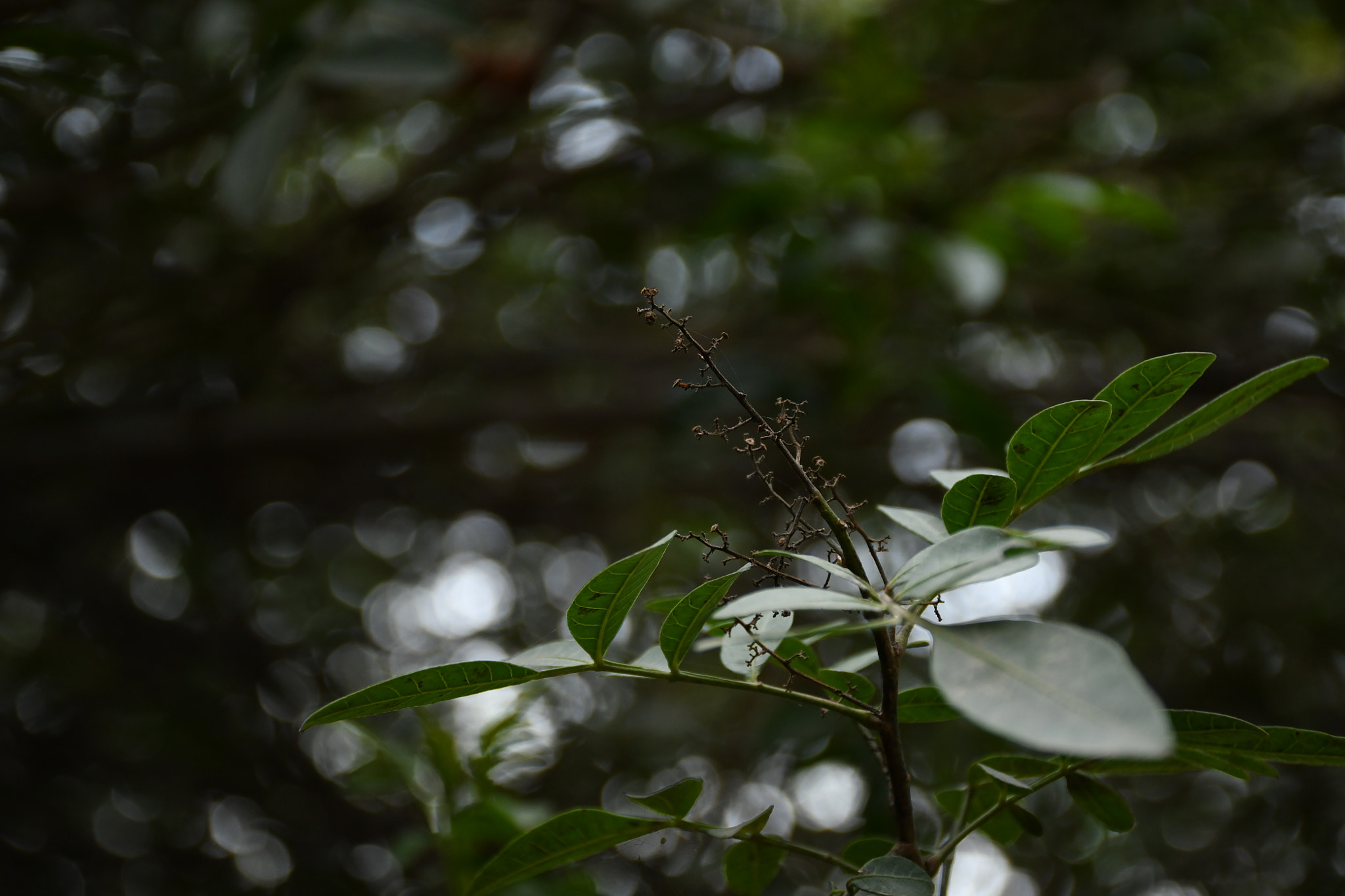 Nikon D7500 sample photo