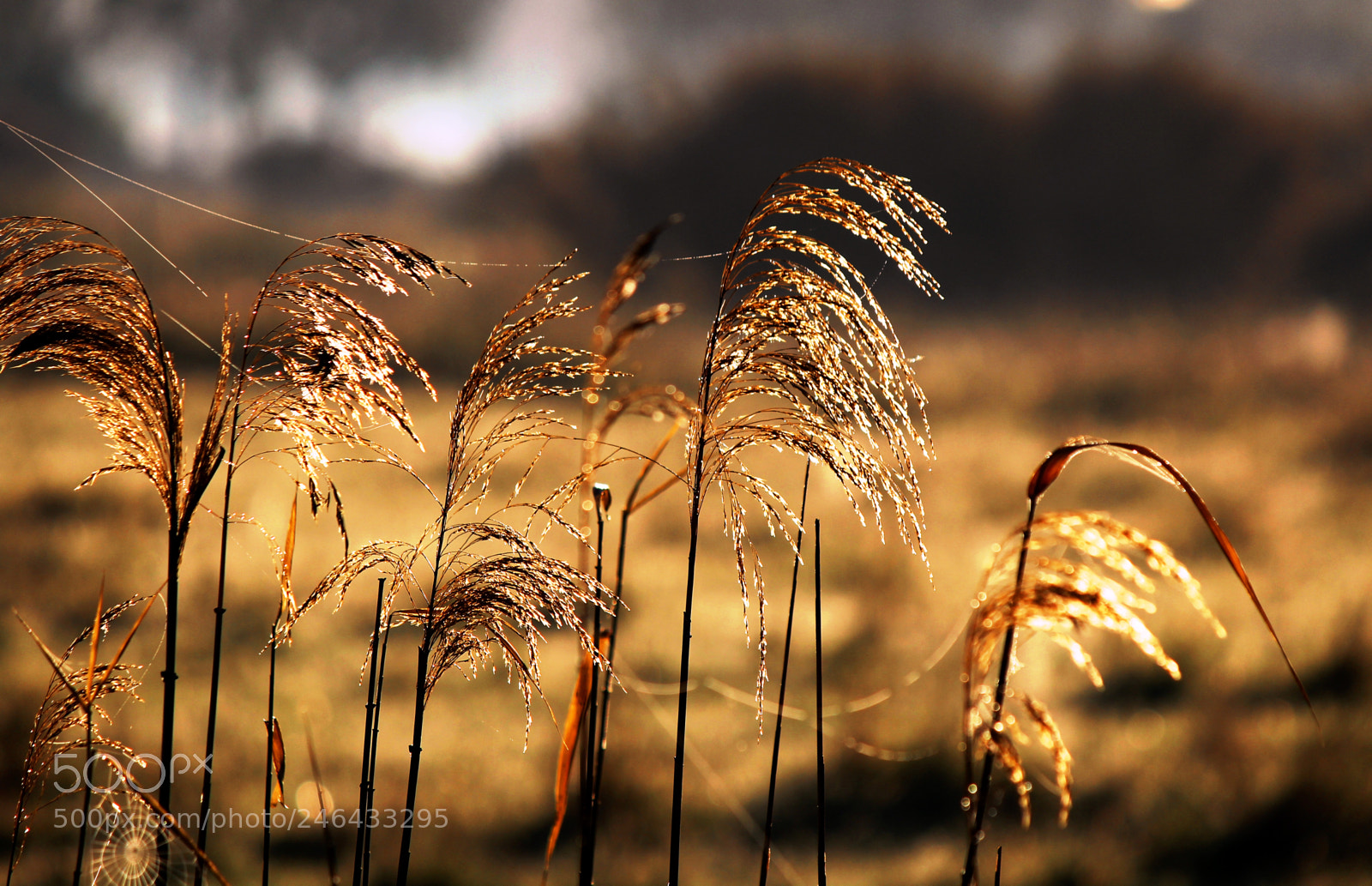 Canon EOS 600D (Rebel EOS T3i / EOS Kiss X5) sample photo. Morning feel! photography