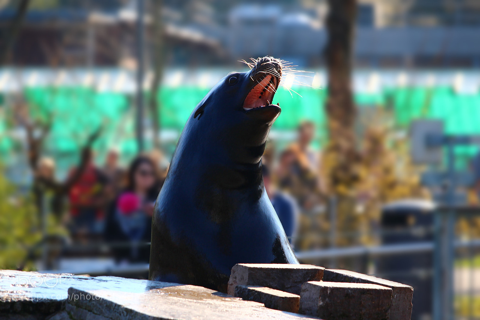 Canon EOS M sample photo. Seal in the zoo photography