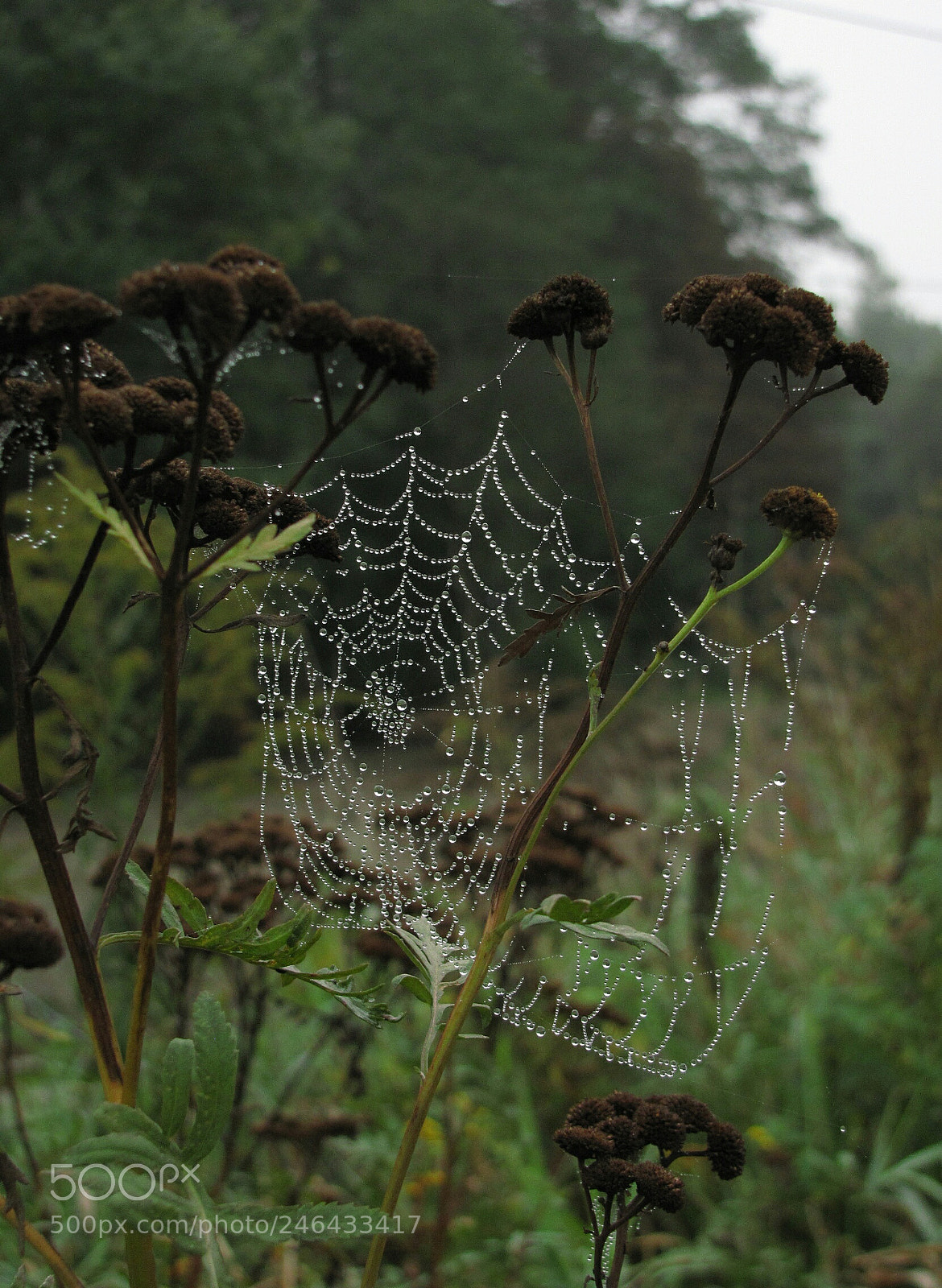 Canon PowerShot SX10 IS sample photo. Beauty of nature photography