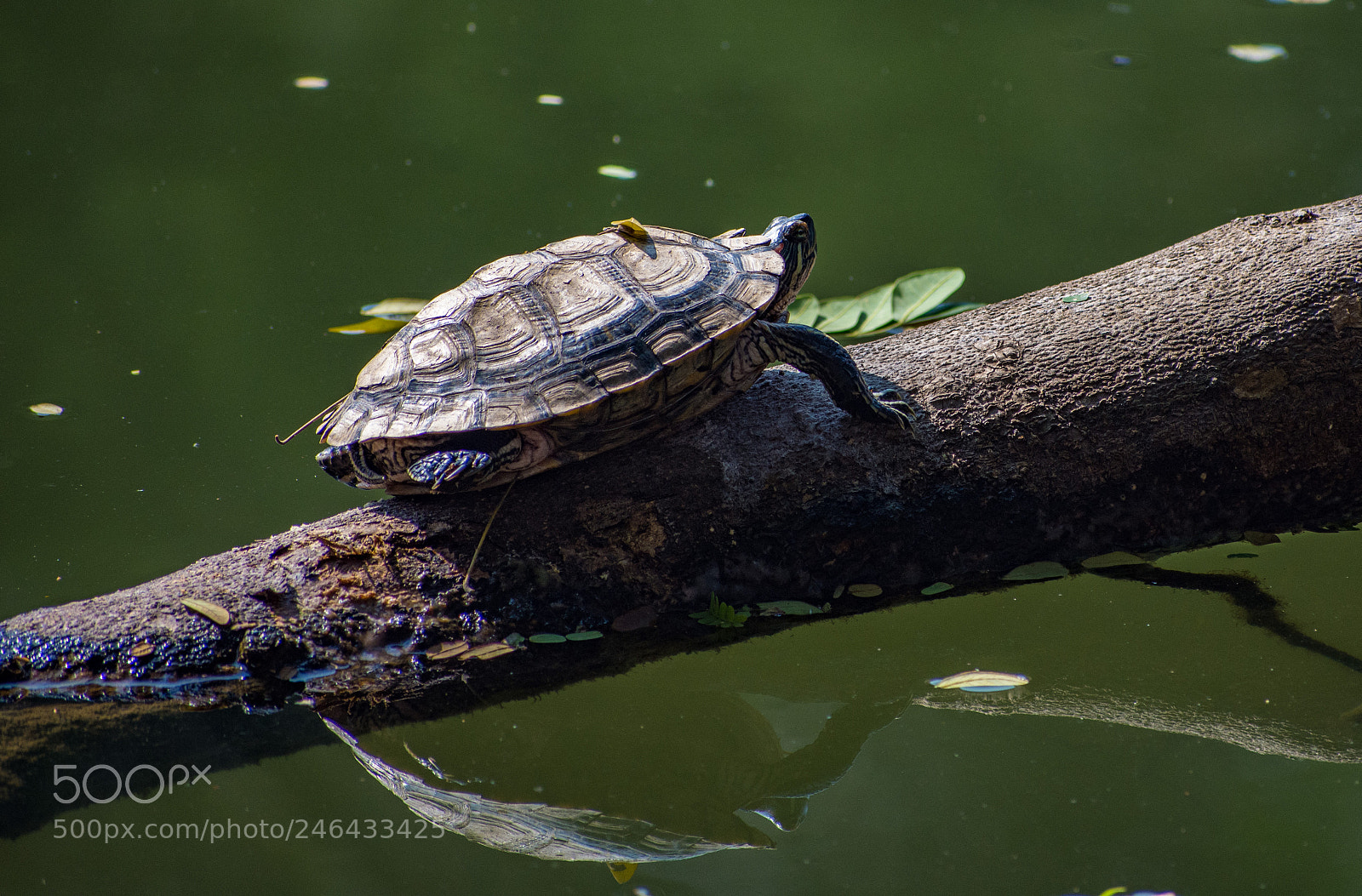 Nikon D7200 sample photo. Old turtle... photography