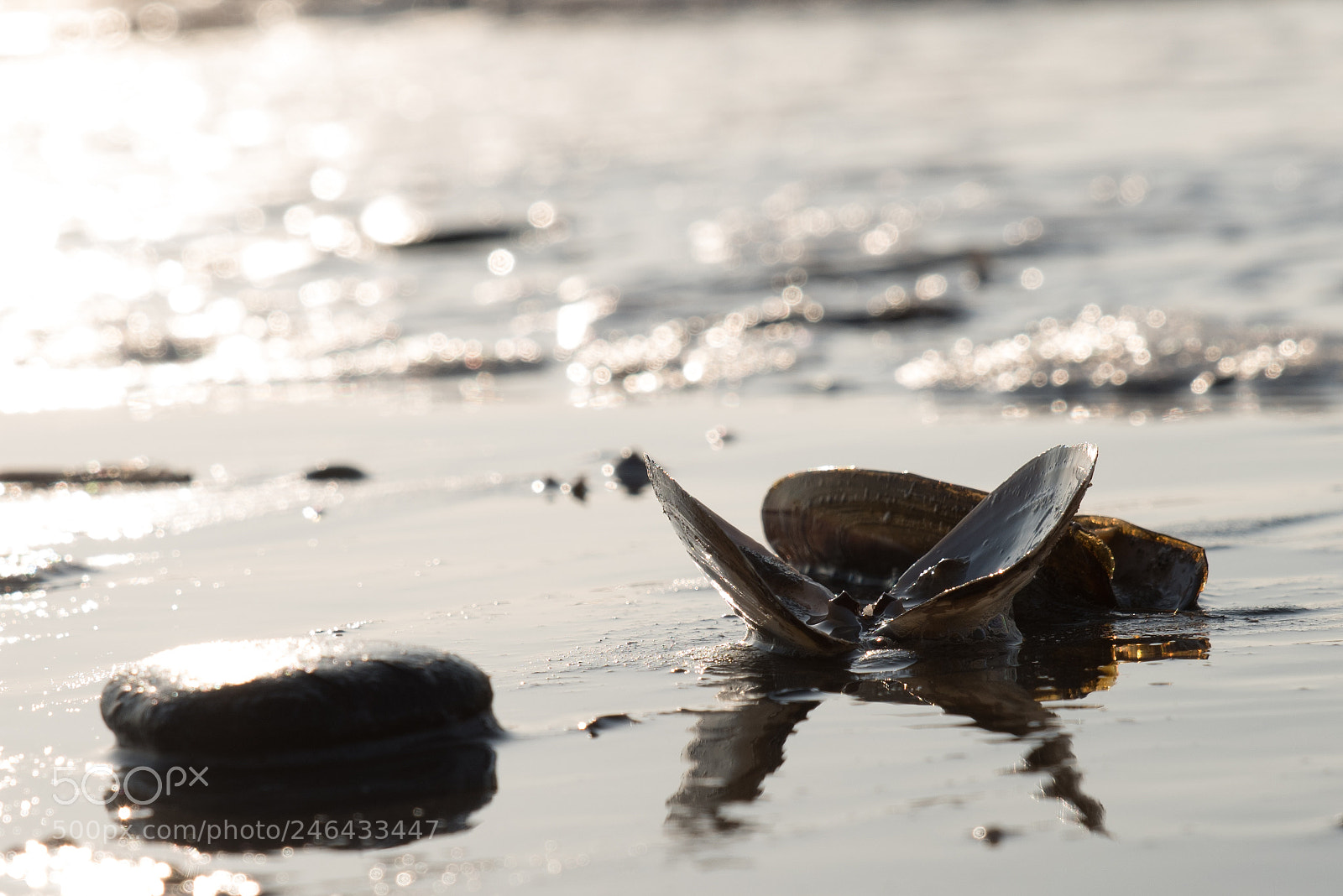 Pentax K-1 sample photo. Shell on the beach photography