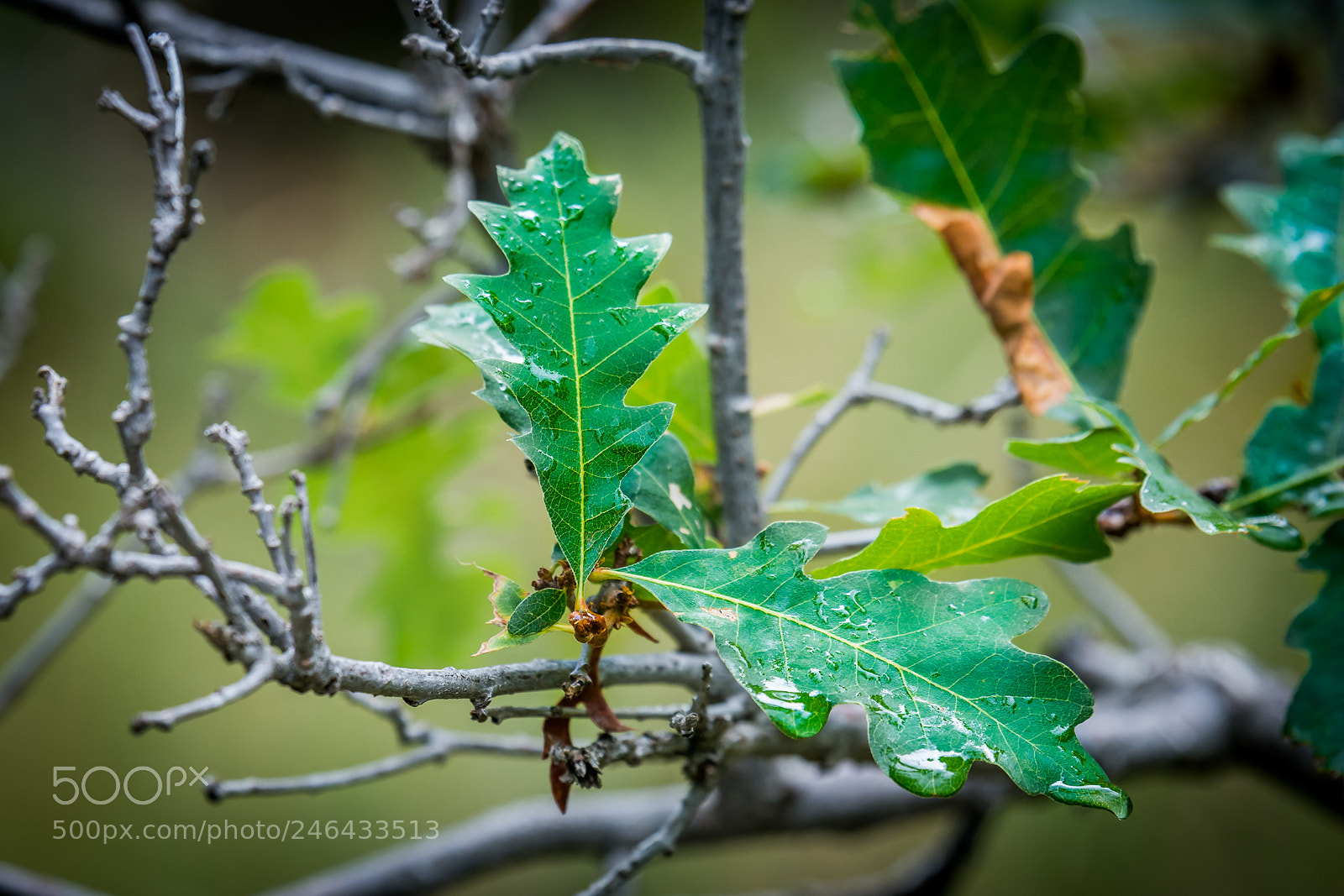 Nikon D7100 sample photo. A little autumn rain photography