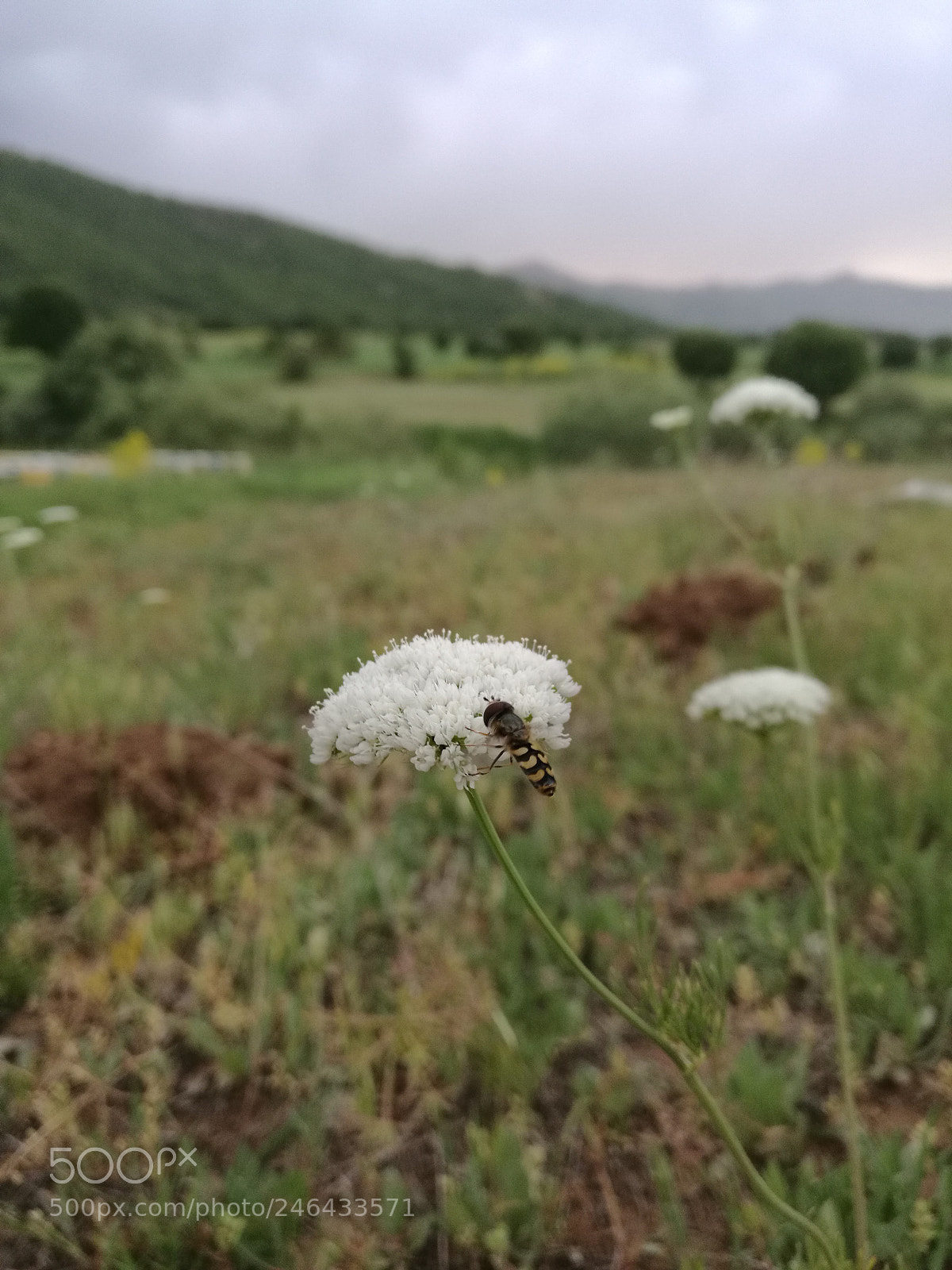 HUAWEI Mate 8 sample photo. Nature photography