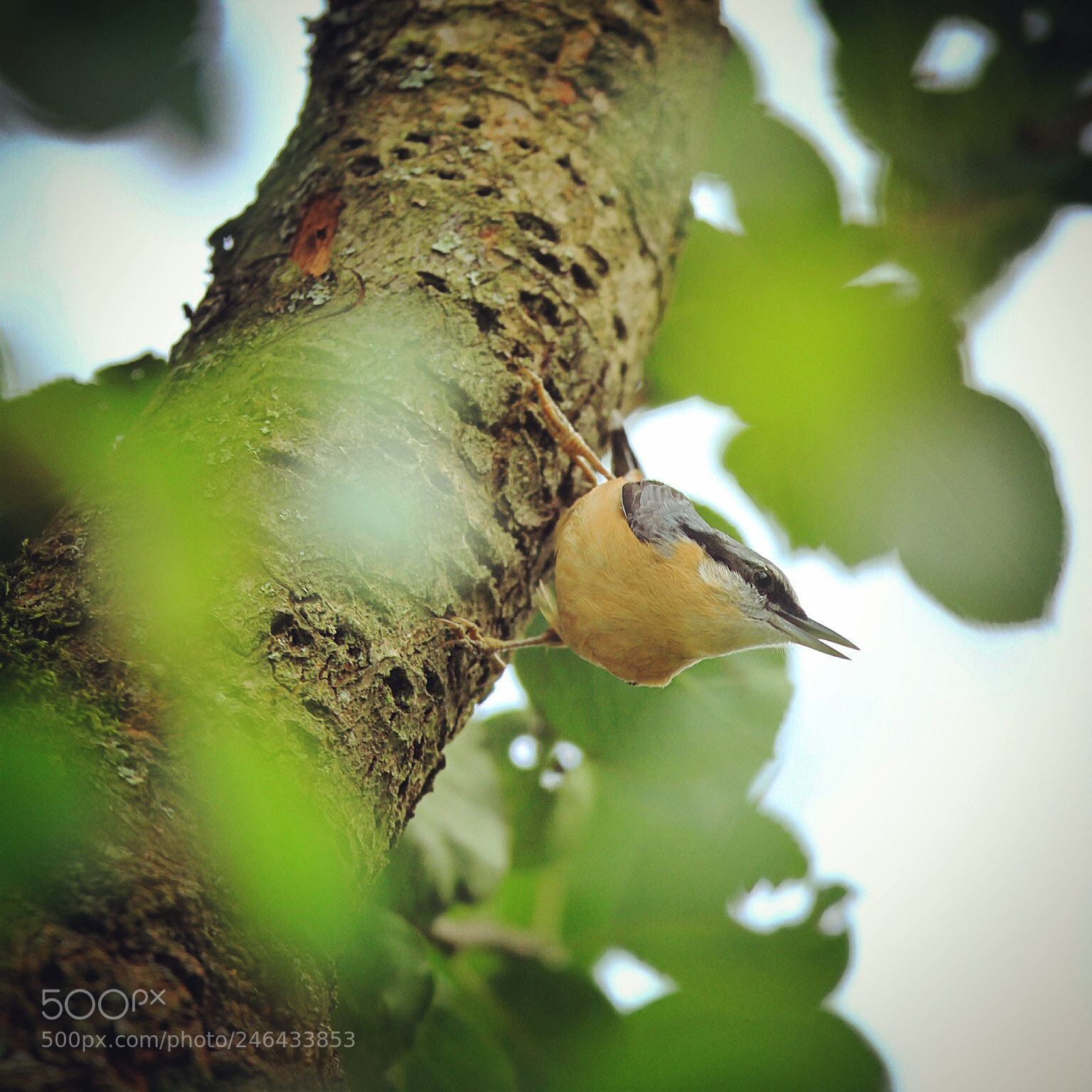 Canon EOS 7D sample photo. Nuthatch photography