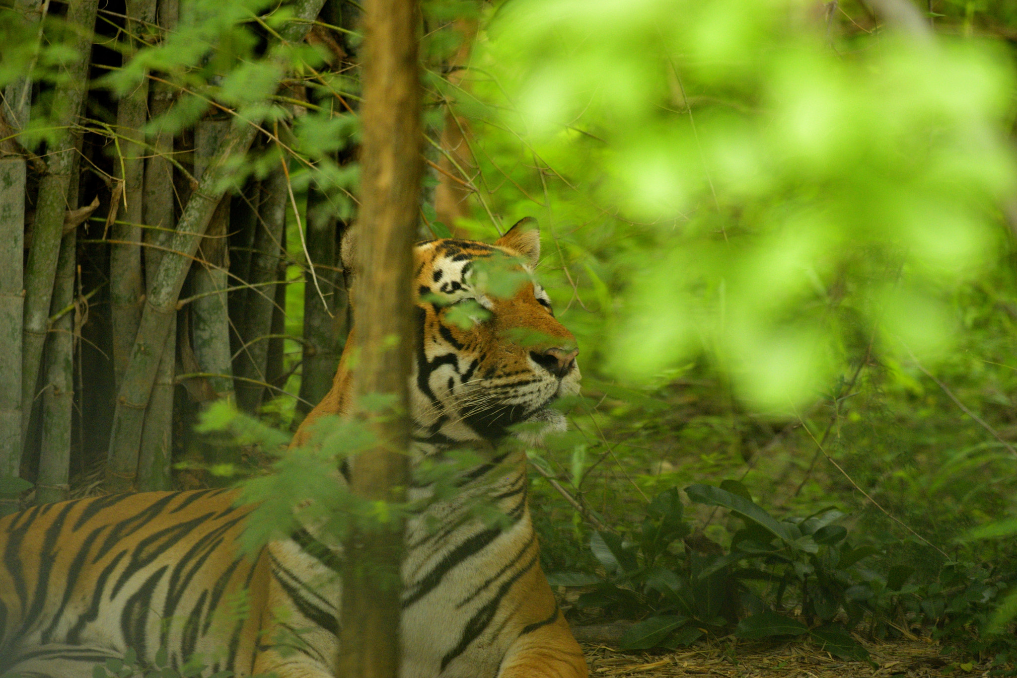 Nikon AF-S Nikkor 70-200mm F4G ED VR sample photo. The hidden beauty photography