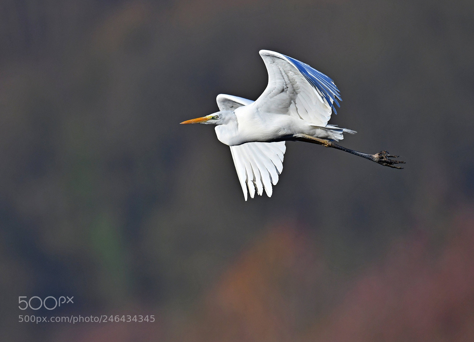 Nikon D500 sample photo. Great egret photography