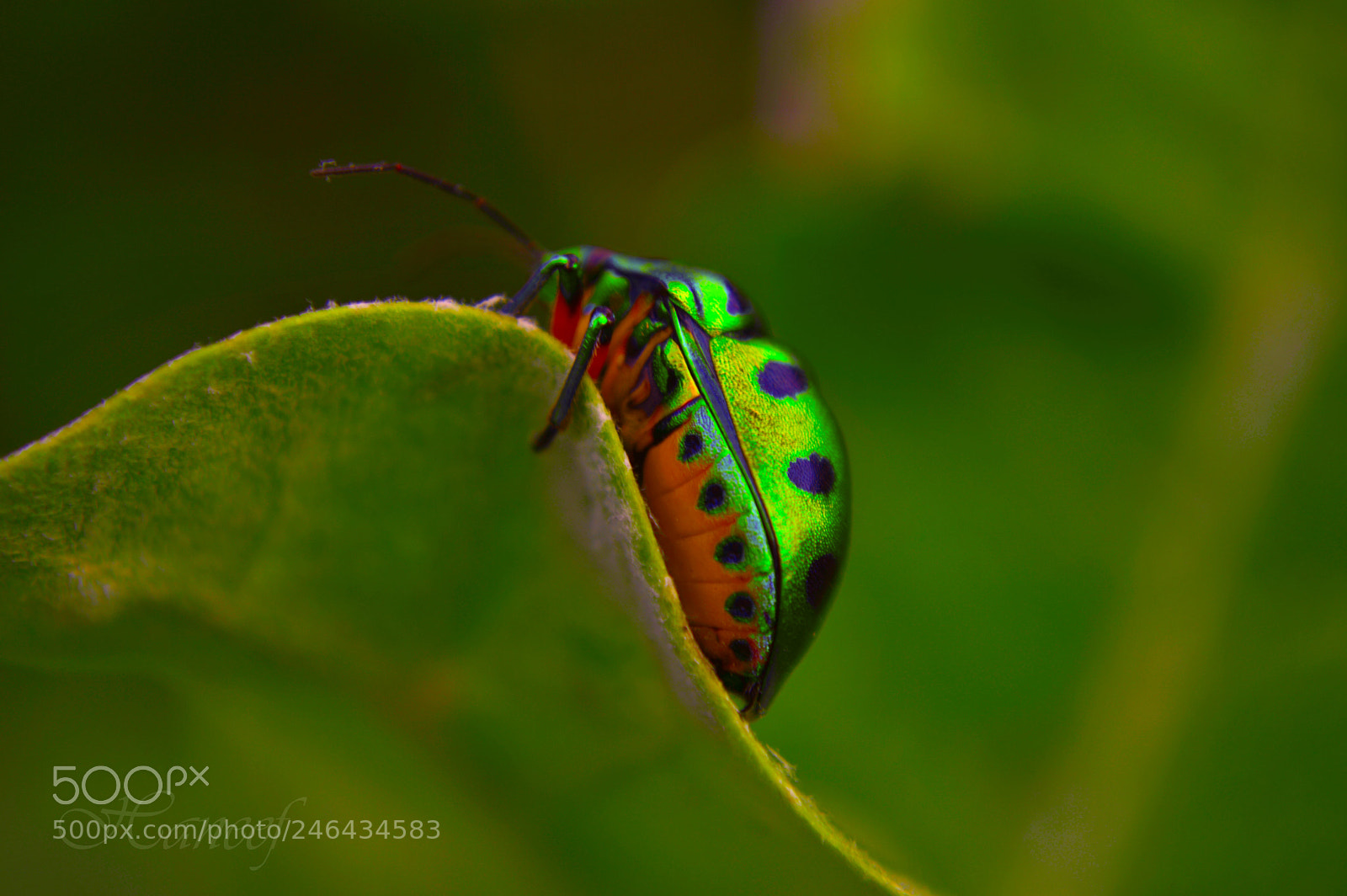 Nikon D3200 sample photo. Green gold photography