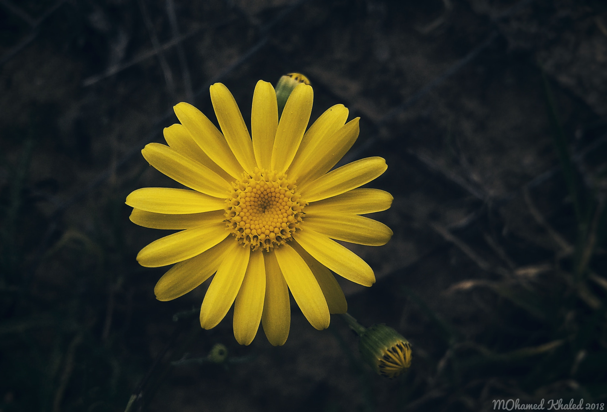 Samsung Galaxy J1 Ace sample photo