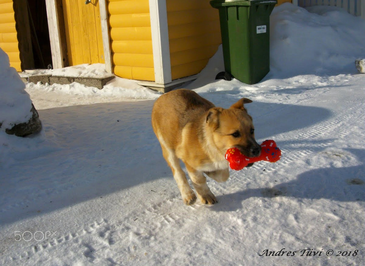 Pentax Optio M85 sample photo. Flying dog photography