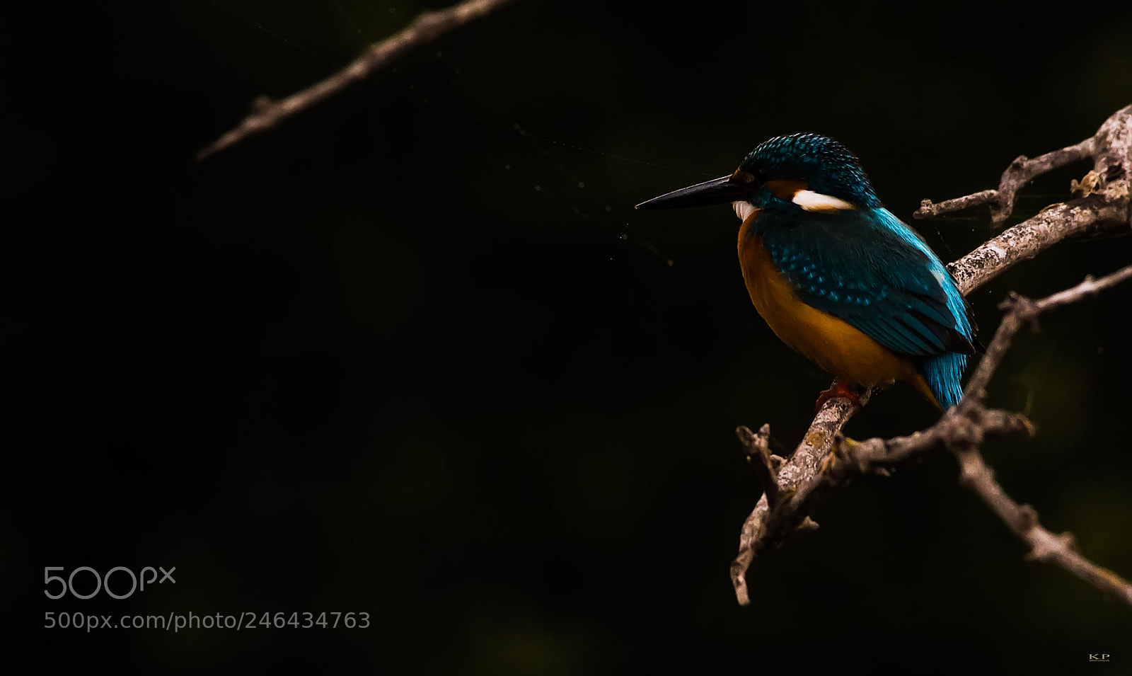 Nikon D7200 sample photo. Common kingfisher photography