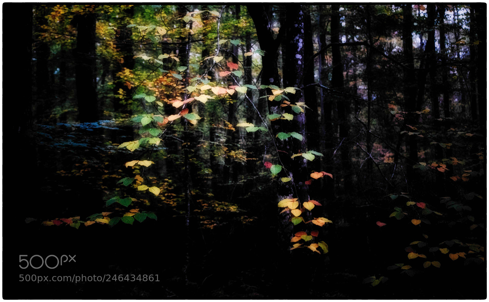 Sony a7 sample photo. Autumn leaves photography