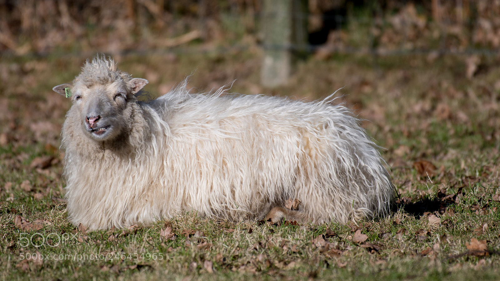 Nikon D500 sample photo. Schaap photography
