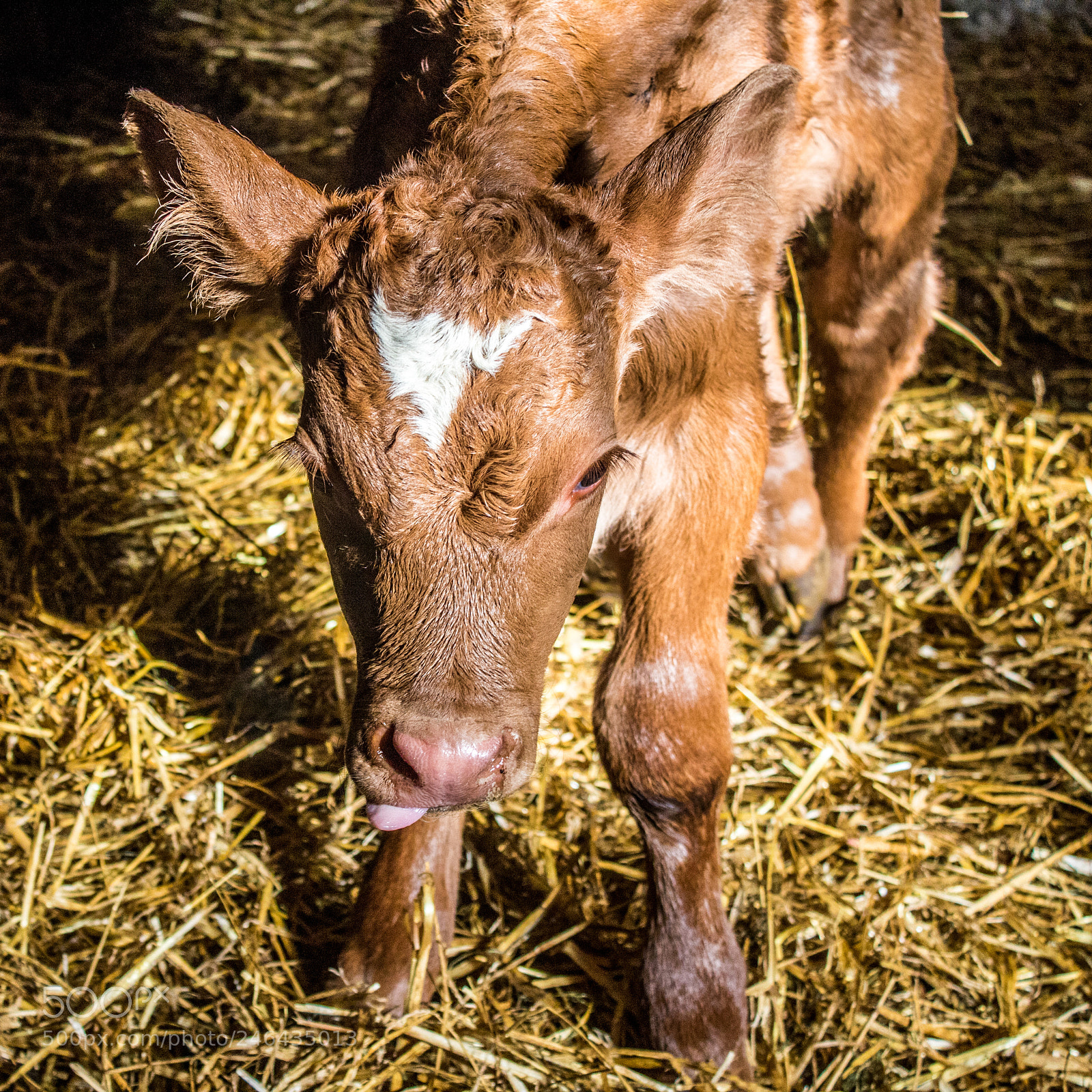 Canon EOS 1300D (EOS Rebel T6 / EOS Kiss X80) sample photo. Calf photography