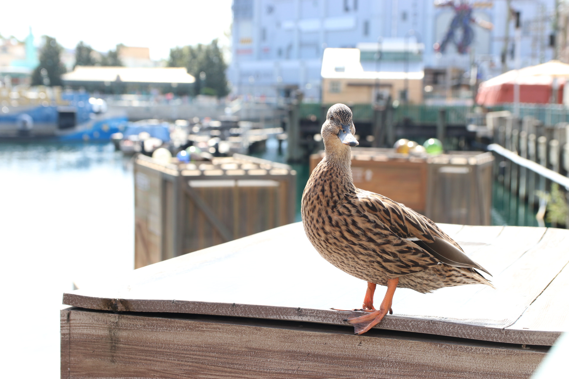 Canon EF-S 17-55mm F2.8 IS USM sample photo. The duck! photography