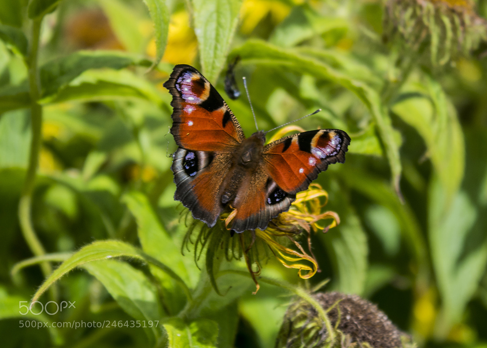 Canon EOS 1300D (EOS Rebel T6 / EOS Kiss X80) sample photo. Peacock butterfly photography
