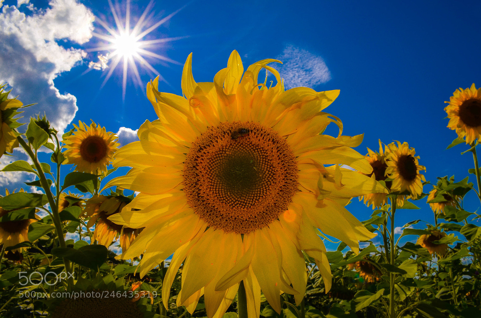 Nikon D5100 sample photo. Sunny photography