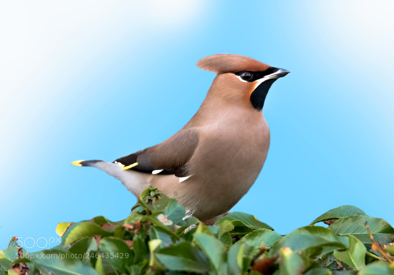 Canon EOS 7D Mark II sample photo. Waxwing portrait photography