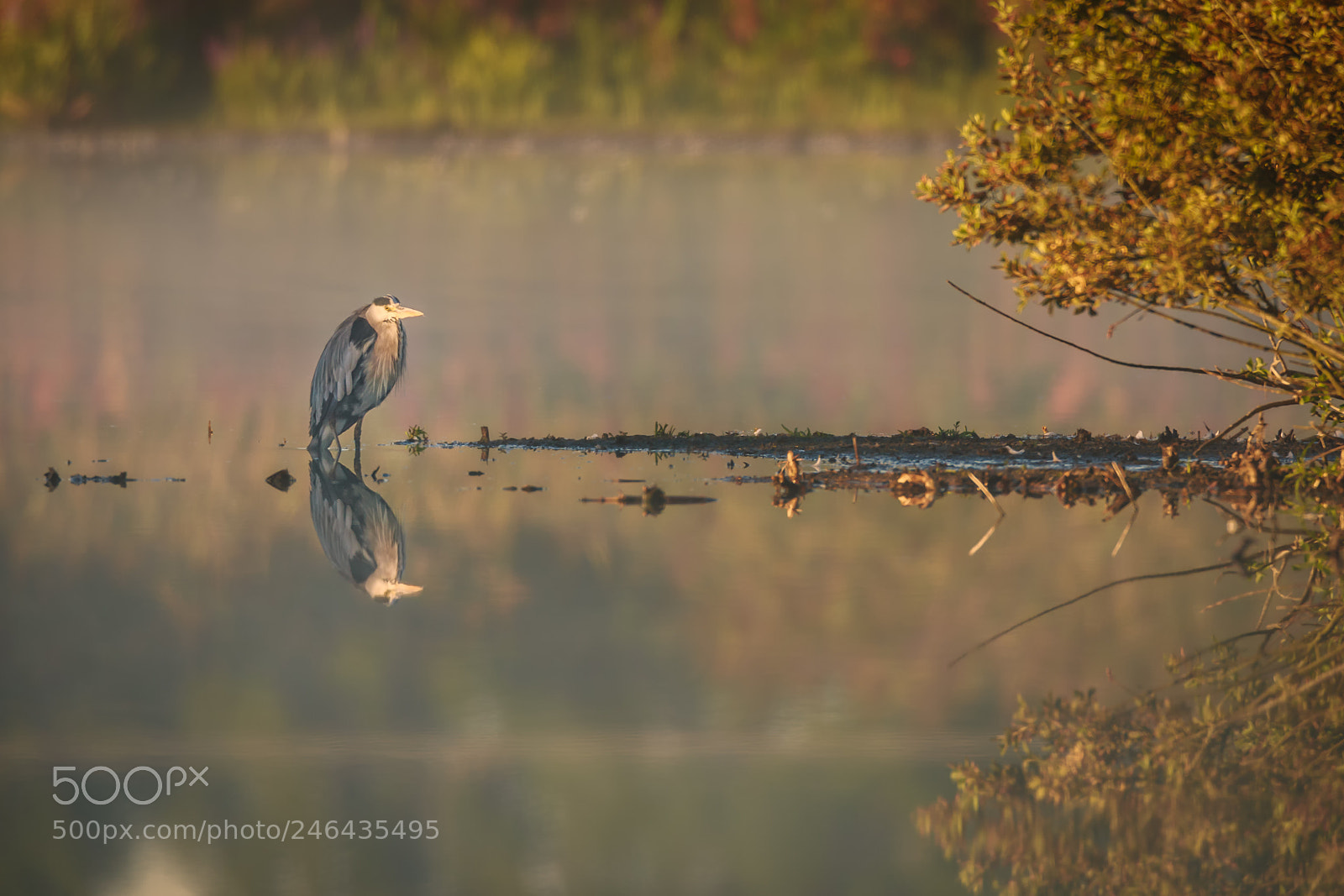 Canon EOS-1D X sample photo. Colorful grey heron photography