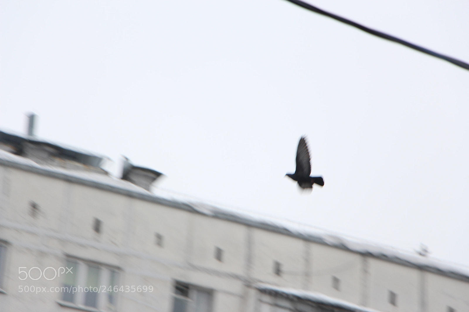 Canon EOS 700D (EOS Rebel T5i / EOS Kiss X7i) sample photo. Птицы photography