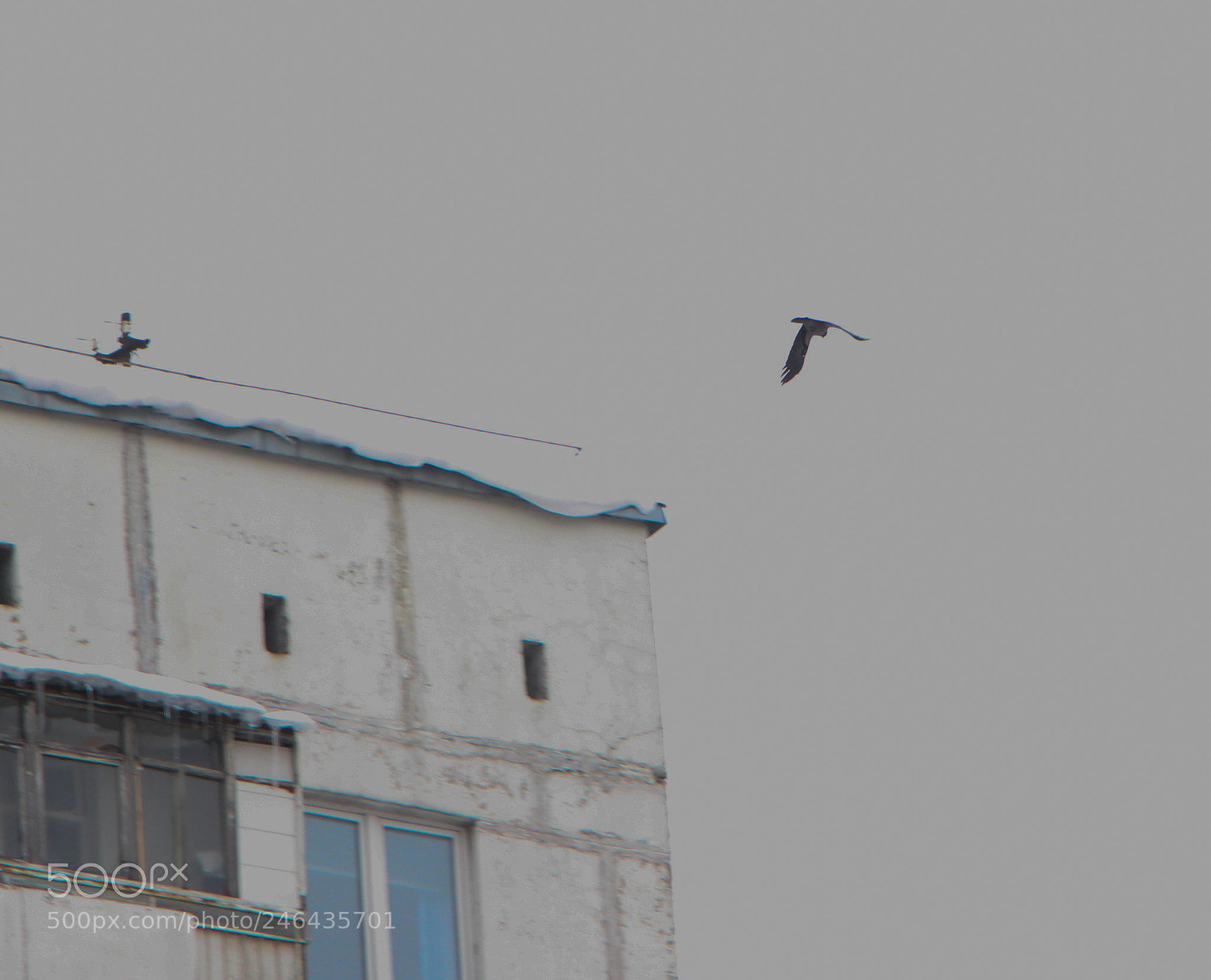 Canon EOS 700D (EOS Rebel T5i / EOS Kiss X7i) sample photo. Птицы photography