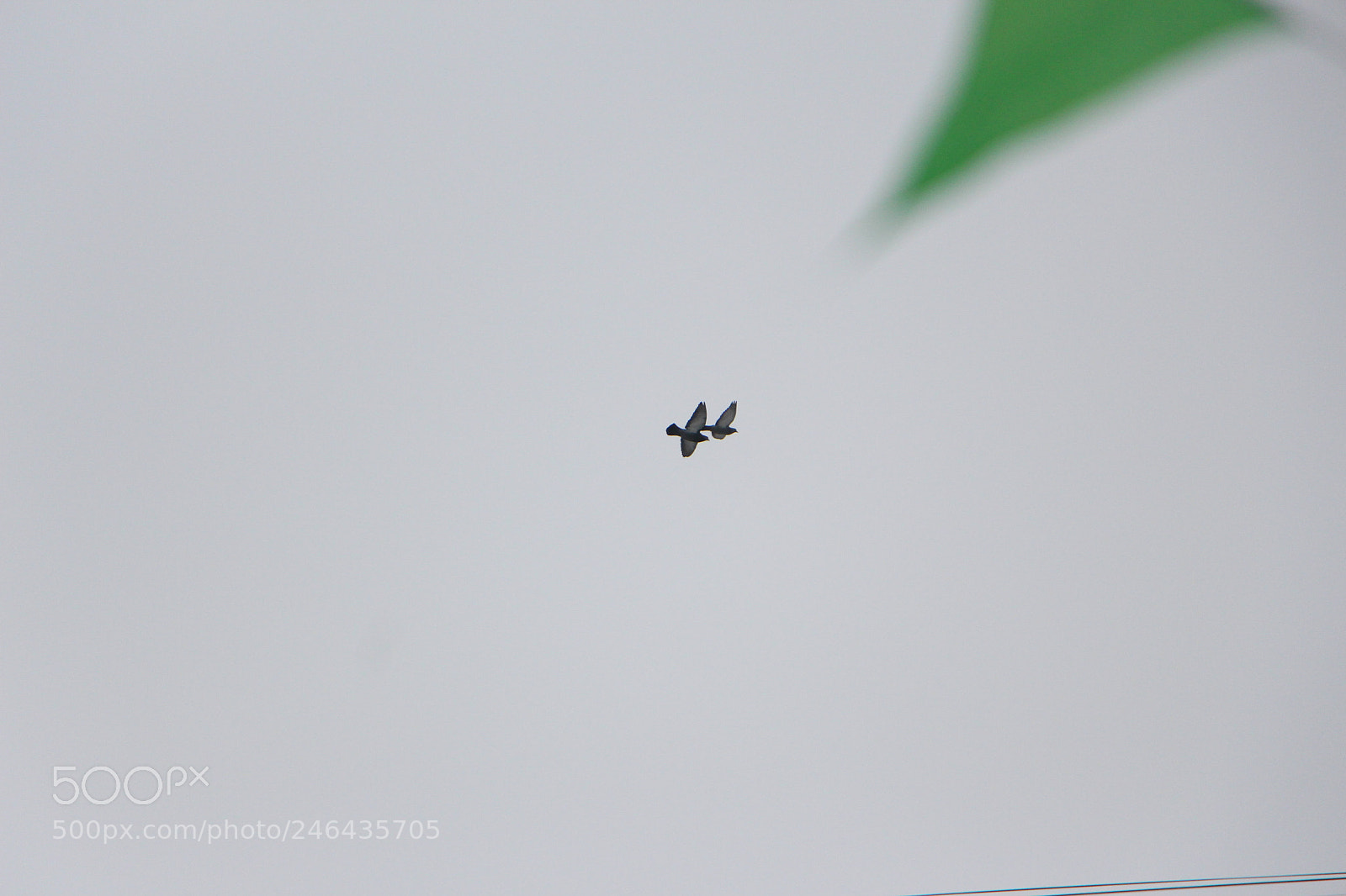 Canon EOS 700D (EOS Rebel T5i / EOS Kiss X7i) sample photo. Птицы photography