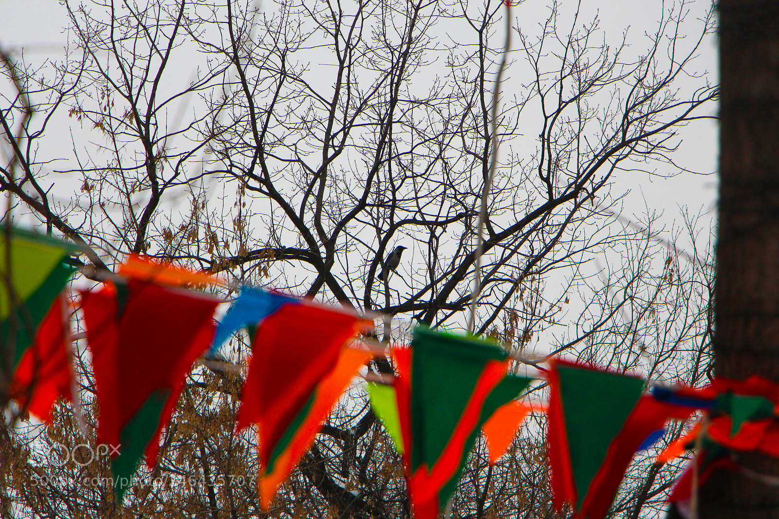 Canon EOS 700D (EOS Rebel T5i / EOS Kiss X7i) sample photo. Птицы photography