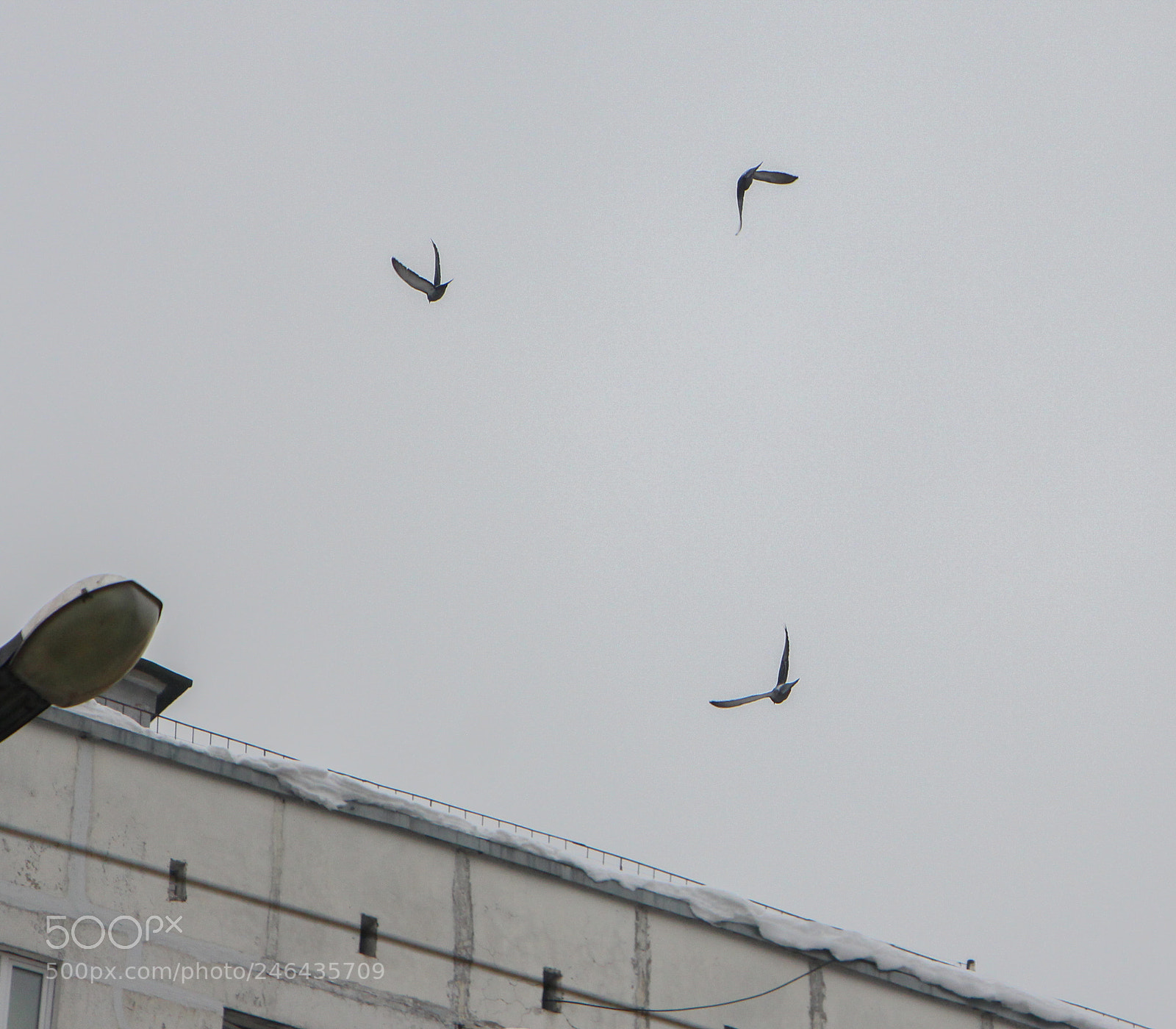 Canon EOS 700D (EOS Rebel T5i / EOS Kiss X7i) sample photo. Птицы photography