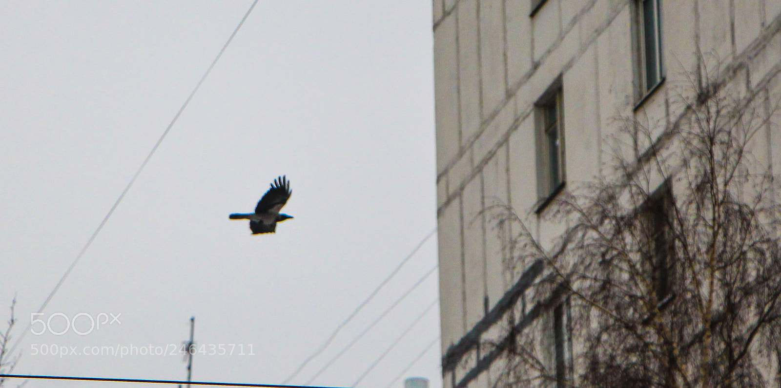 Canon EOS 700D (EOS Rebel T5i / EOS Kiss X7i) sample photo. Птицы photography