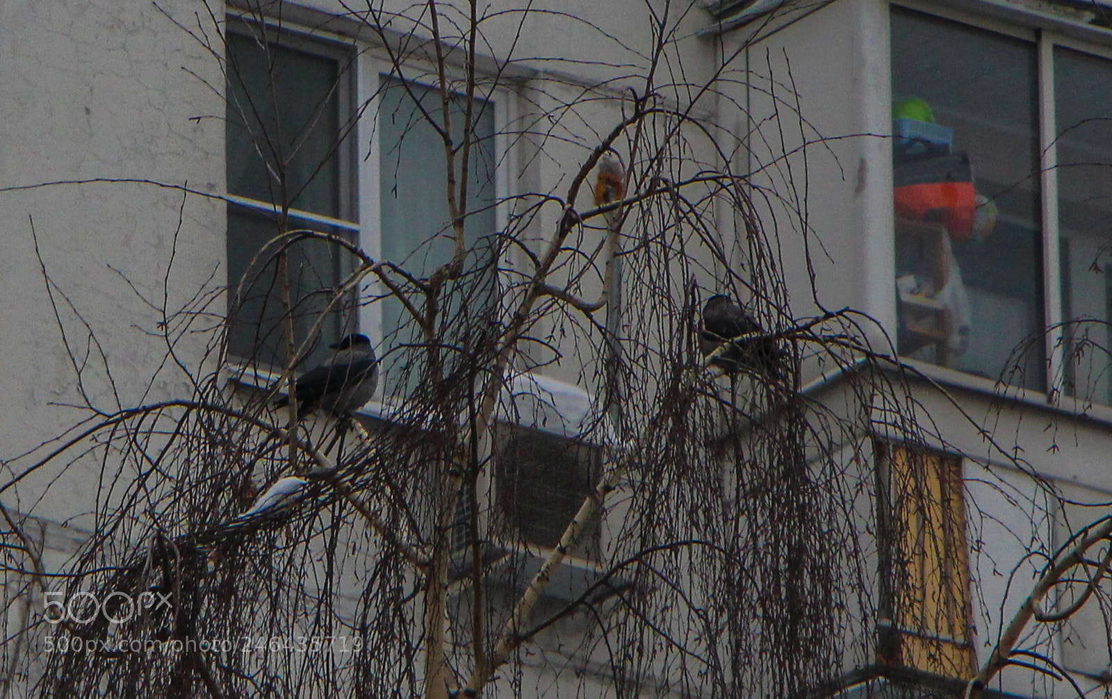 Canon EOS 700D (EOS Rebel T5i / EOS Kiss X7i) sample photo. Птицы photography