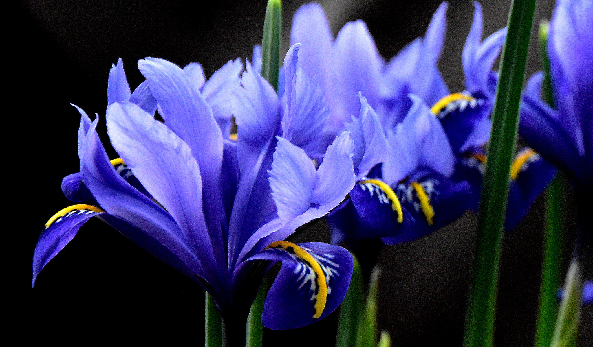Nikon D5500 sample photo. Blue iris photography
