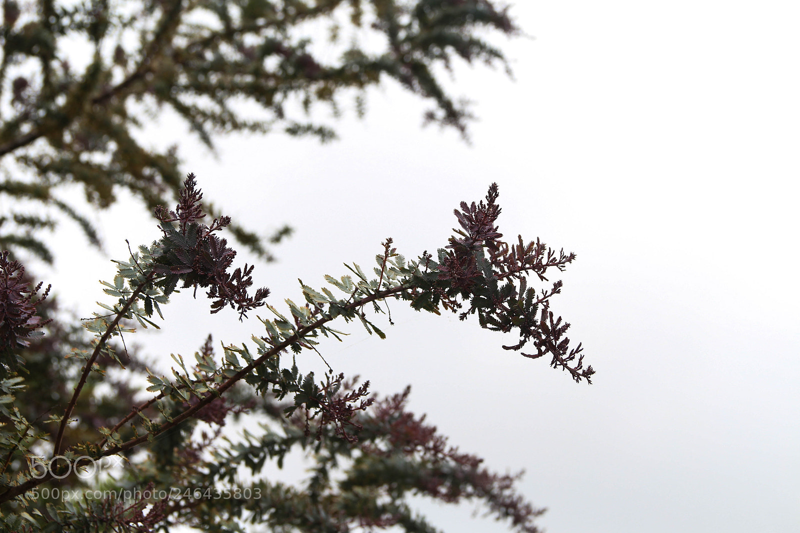 Canon EOS 700D (EOS Rebel T5i / EOS Kiss X7i) sample photo. Nublado photography
