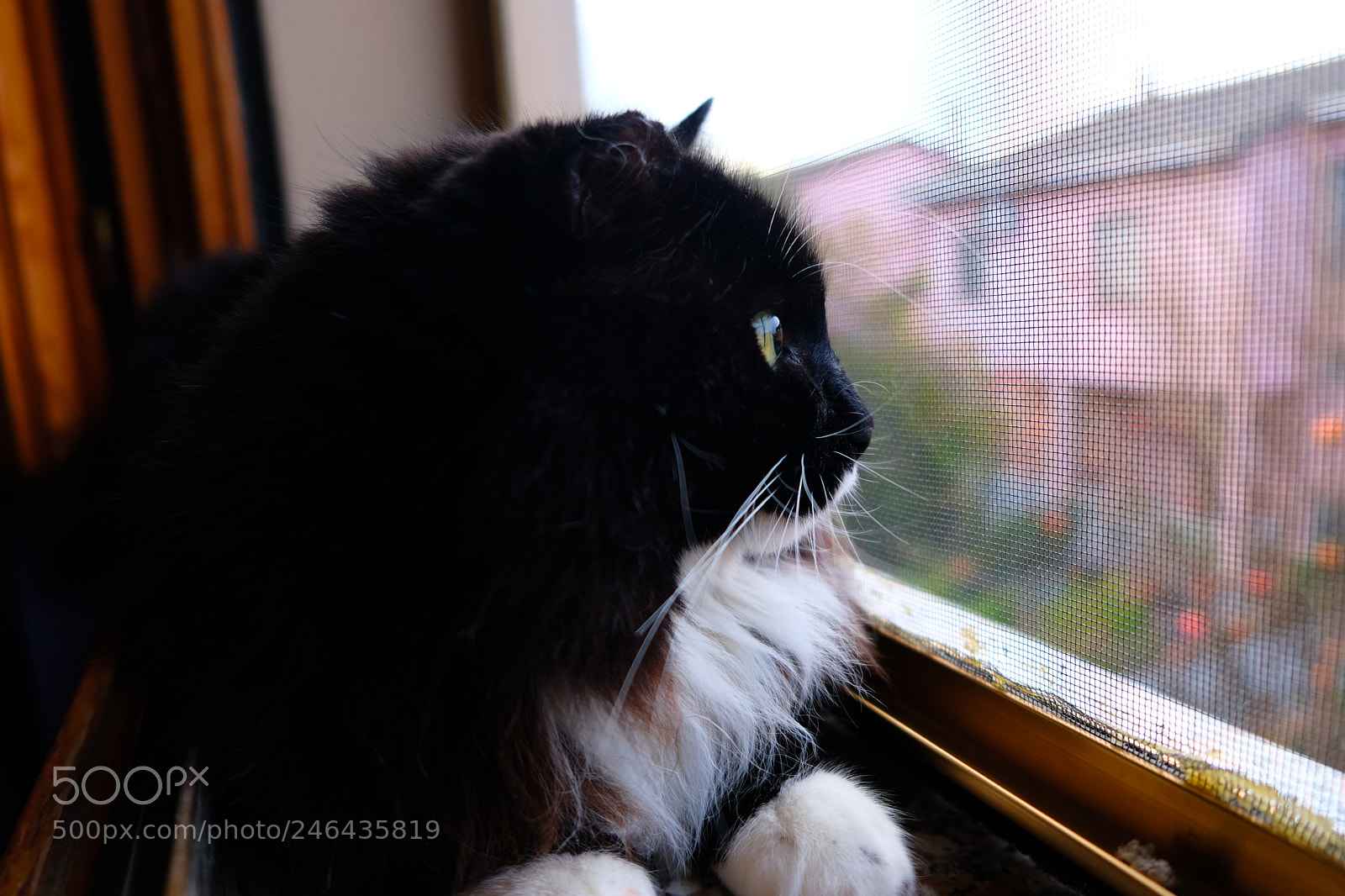 Fujifilm X-T20 sample photo. Romeo and his panorama photography