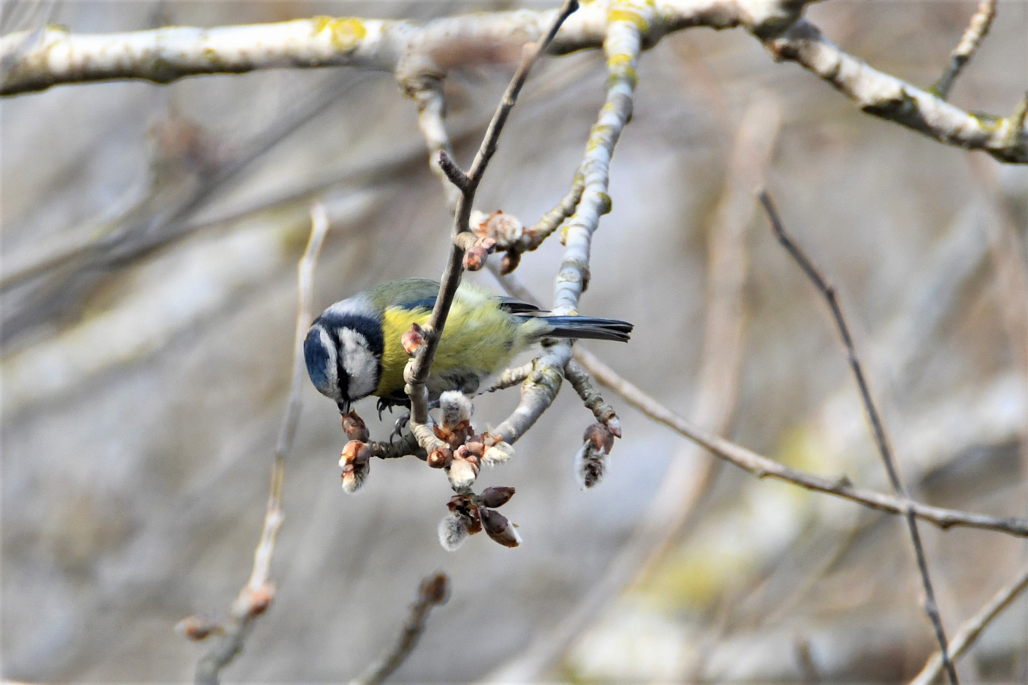 Nikon D7500 sample photo. Blue tit - hunting, at last!!! photography