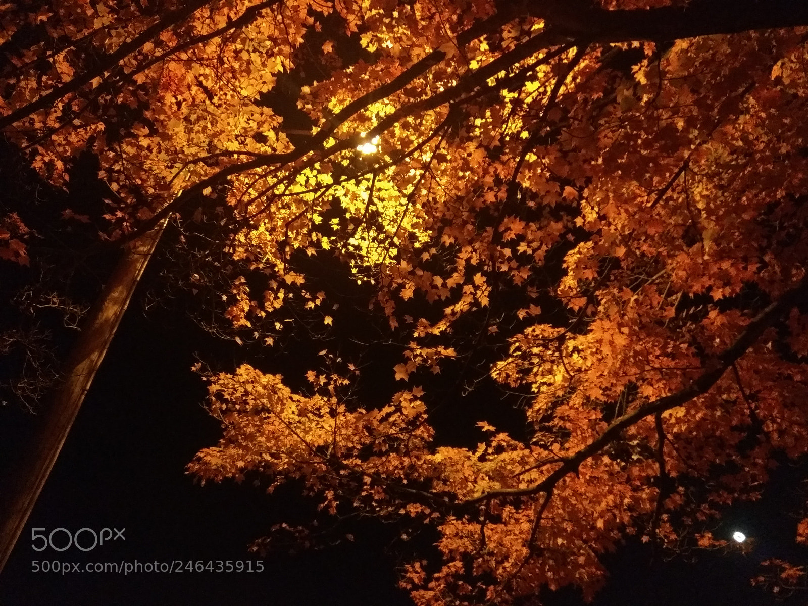 Xiaomi Redmi Note3 sample photo. Fall photography