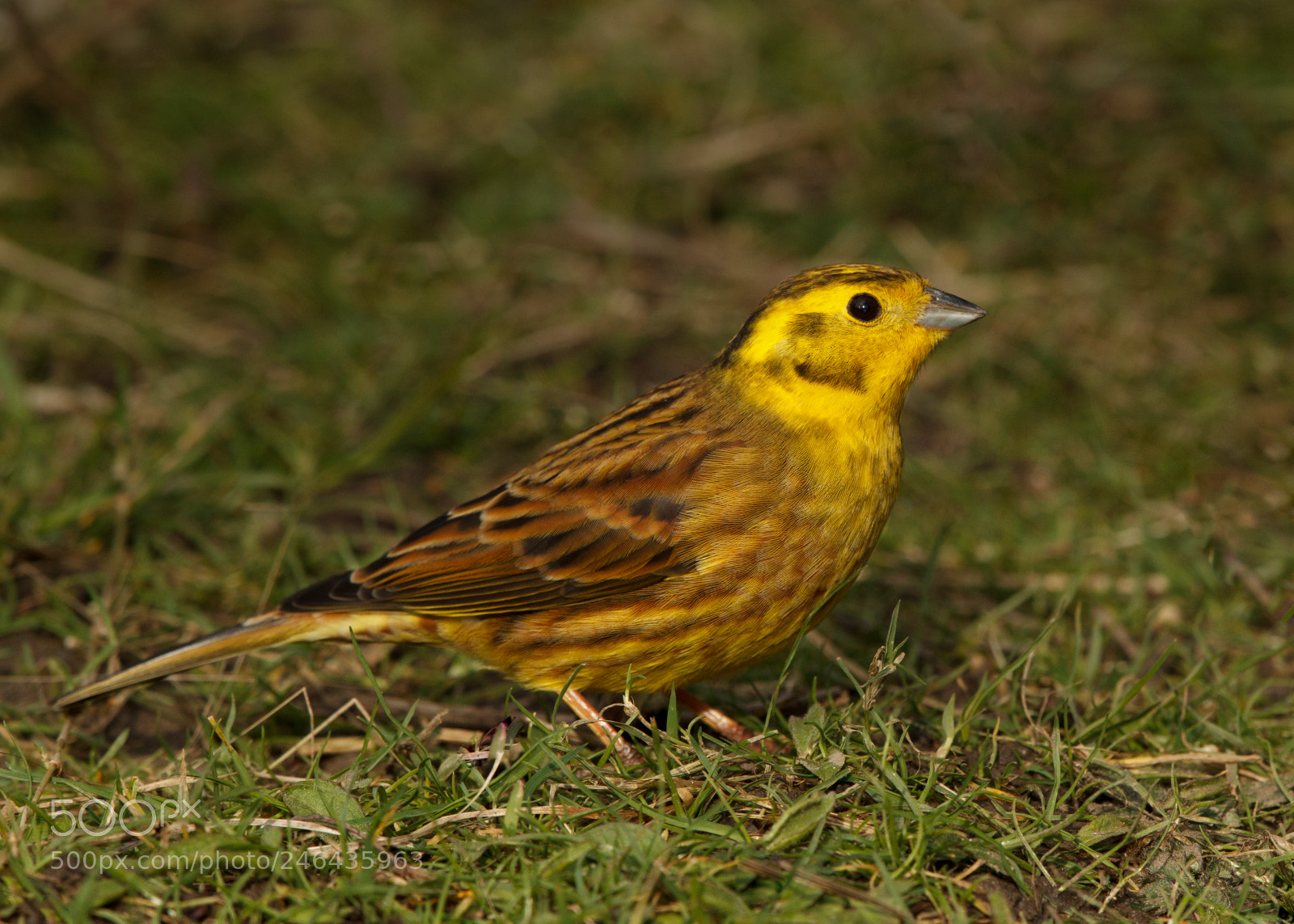 Canon EOS-1D Mark IV sample photo. Yellowhammer photography