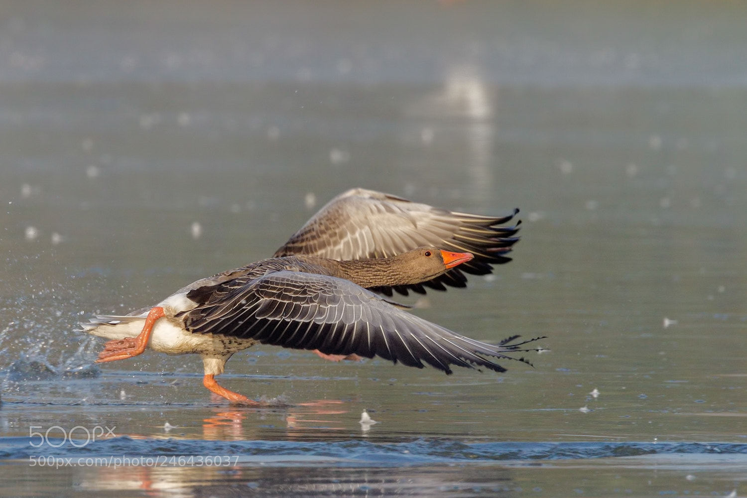 Canon EOS 7D sample photo. Running photography