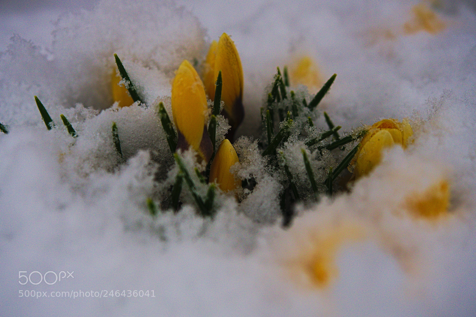 Olympus PEN E-PL5 sample photo. To much snow photography