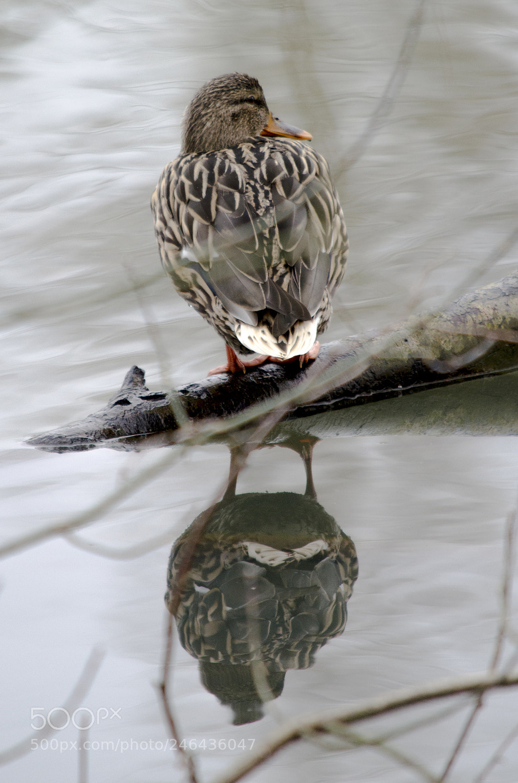 Nikon D5100 sample photo. Lonely duck photography