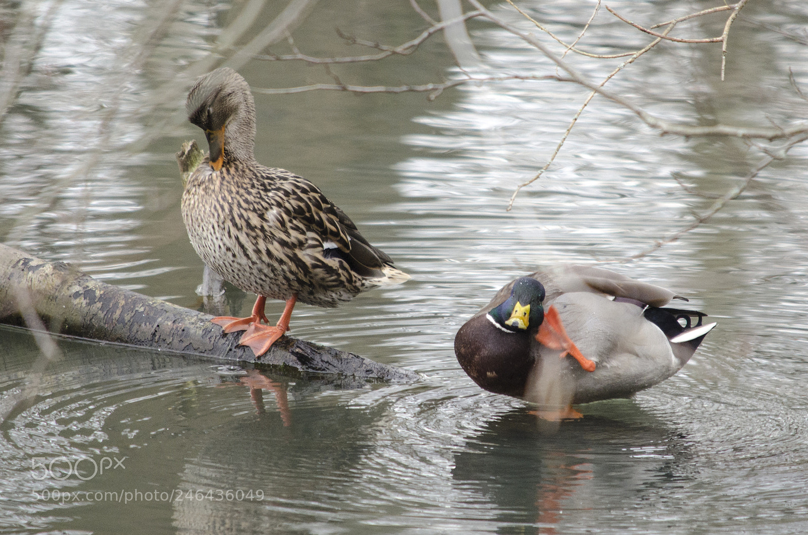 Nikon D5100 sample photo. Can't hear you speak photography