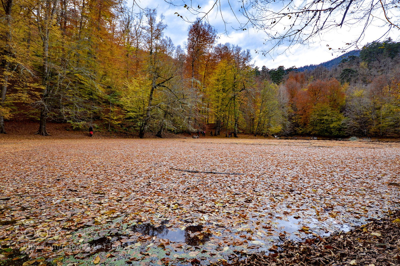 Nikon D7100 sample photo. The leafy lake photography