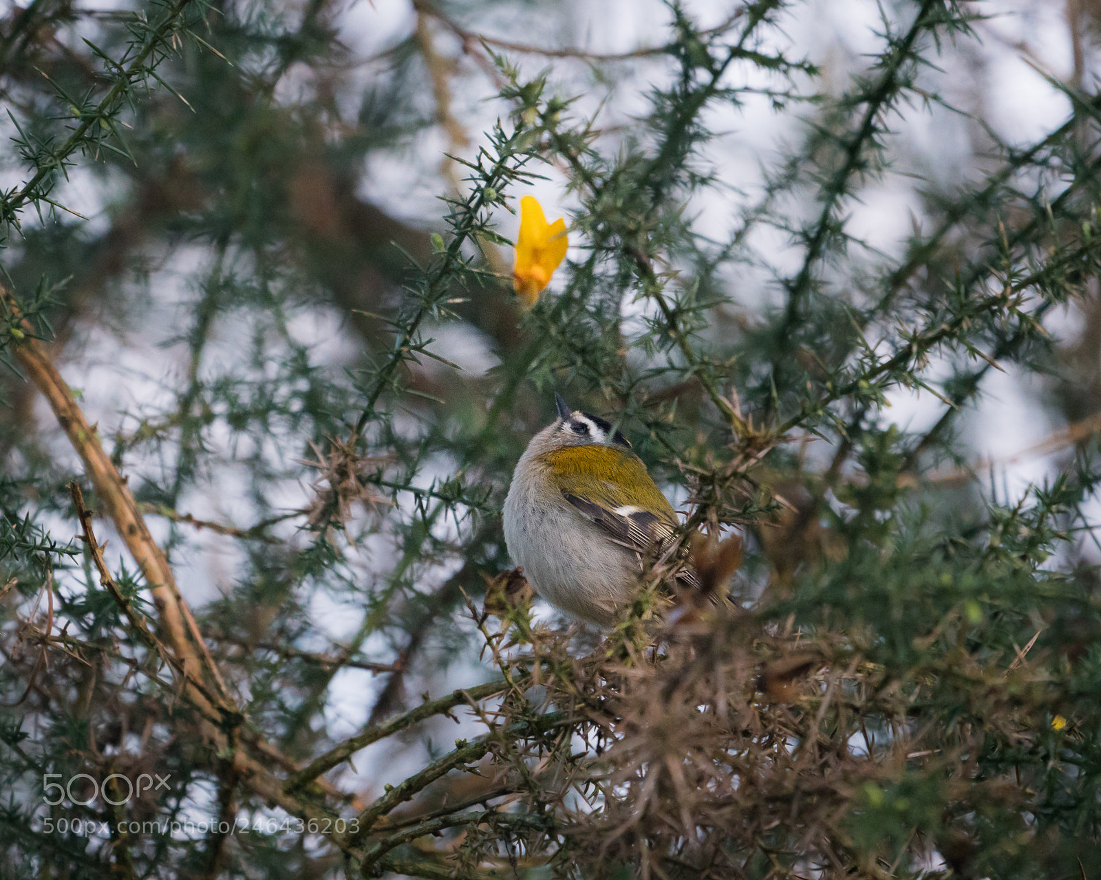 Sony a6300 sample photo. O l'or reluit, la photography