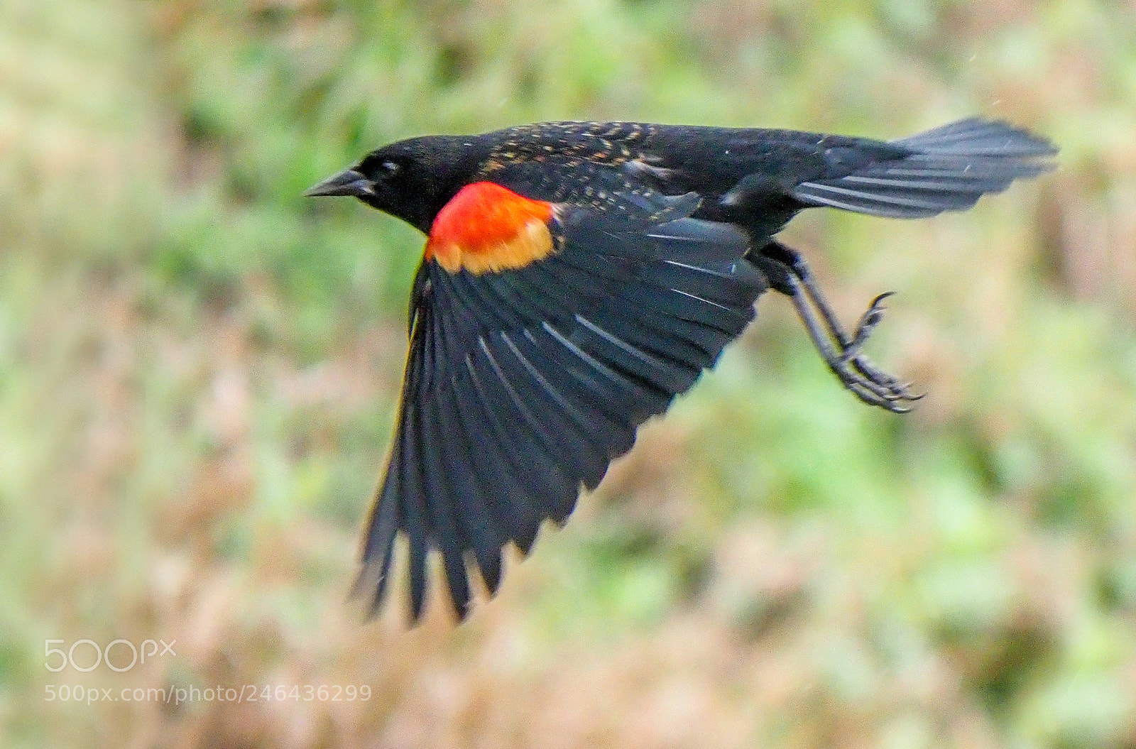 Olympus OM-D E-M1 Mark II sample photo. Red-winged blackbird photography
