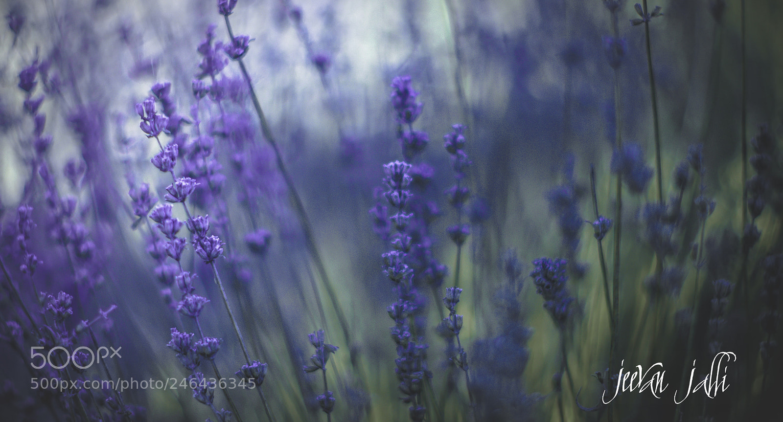 Nikon D3400 sample photo. Dreamy! photography