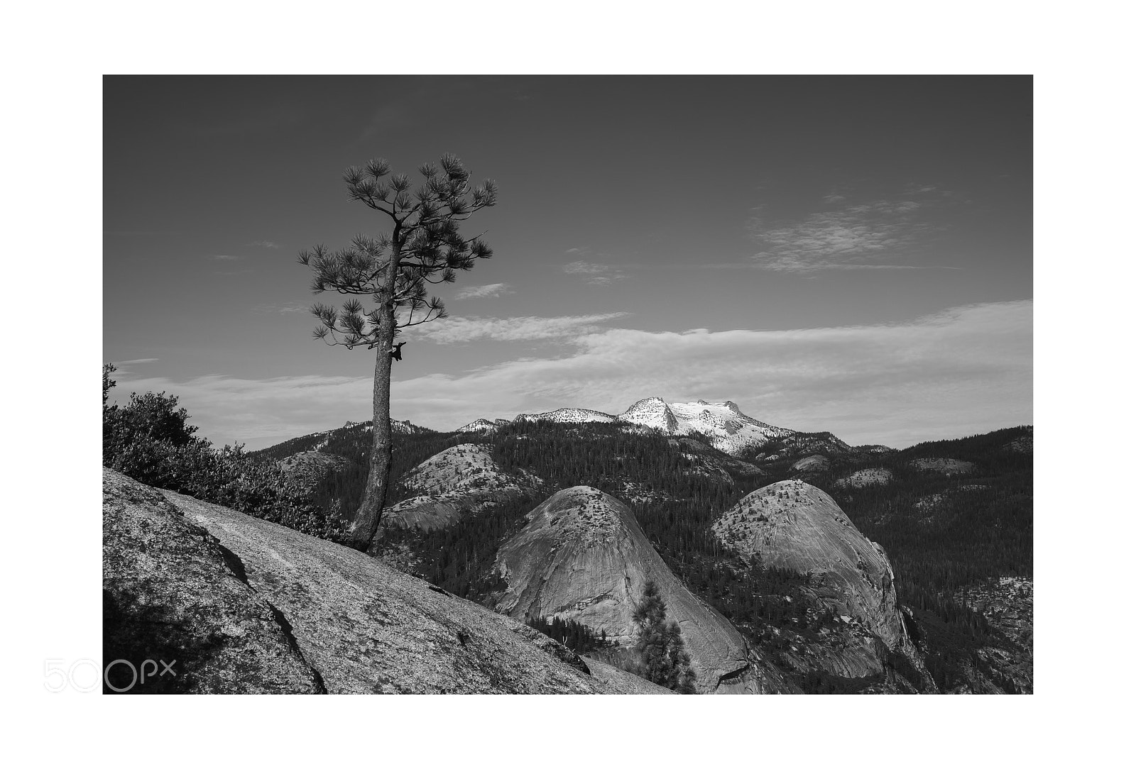 Fujifilm X-E3 sample photo. The tree and the photography