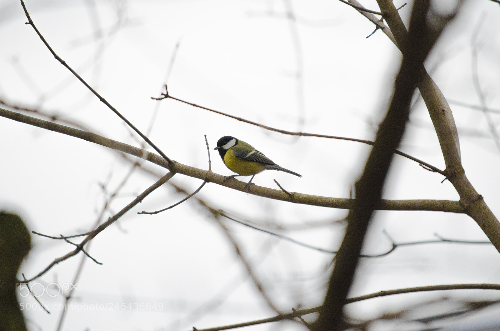 Nikon D5100 sample photo. Parus photography