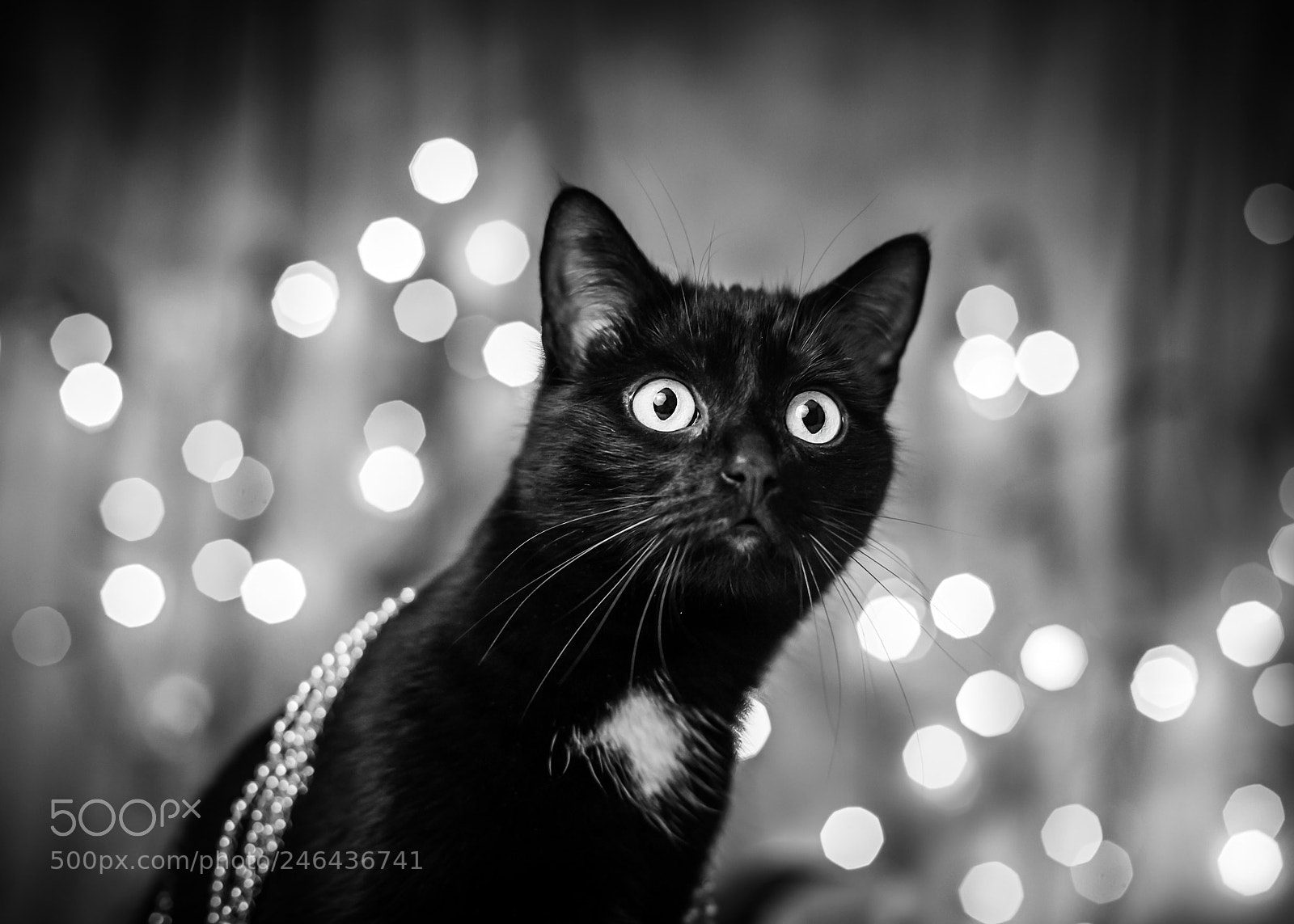 Canon EOS 5D sample photo. Black cat - magic photography
