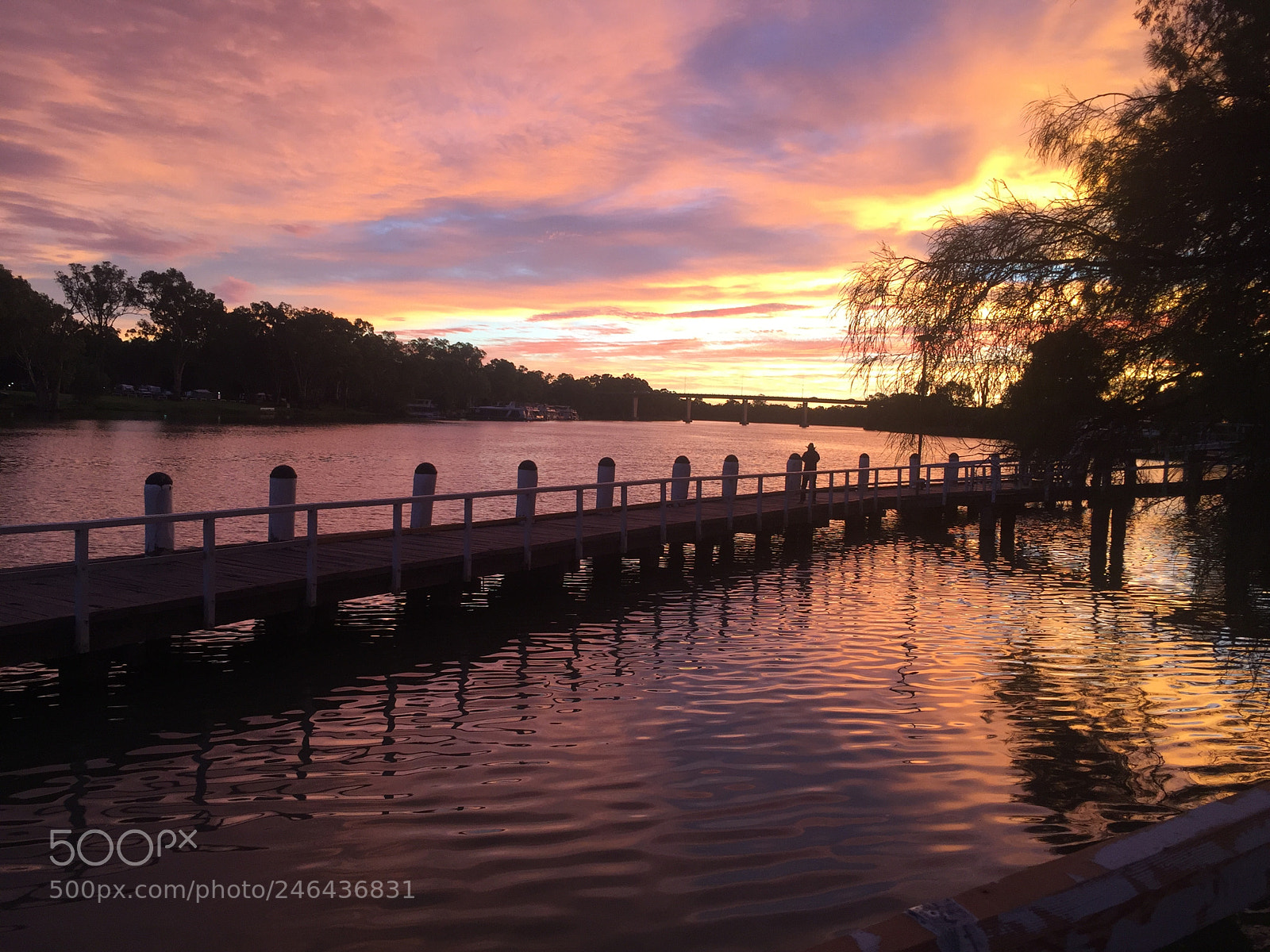 Apple iPhone 6 sample photo. The murray river at photography